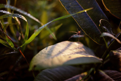 Close-up of insect on leaves