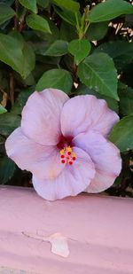 Close-up of pink flowering plant