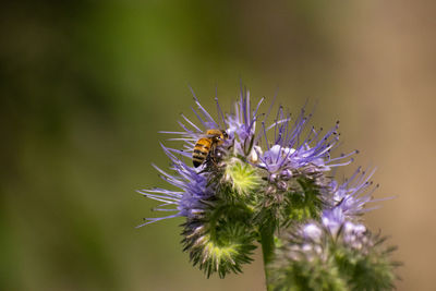 Close-up of honey bee on thistle