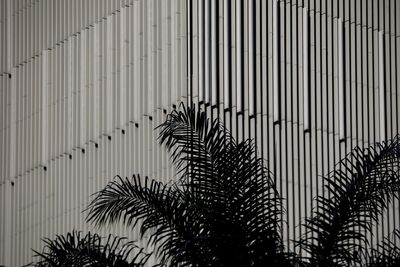 Low angle view of palm tree