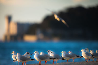 Seagulls perching on the sea