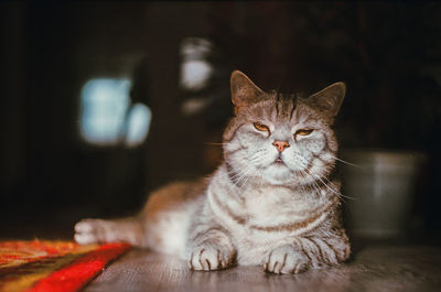 Close-up portrait of a cat