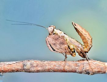 Close-up of mantis on a branch