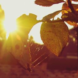 Close-up of leaves against blurred background