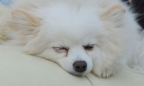 Close-up of dog lying down