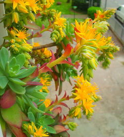 Close-up of yellow flower