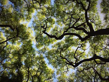 Low angle view of trees