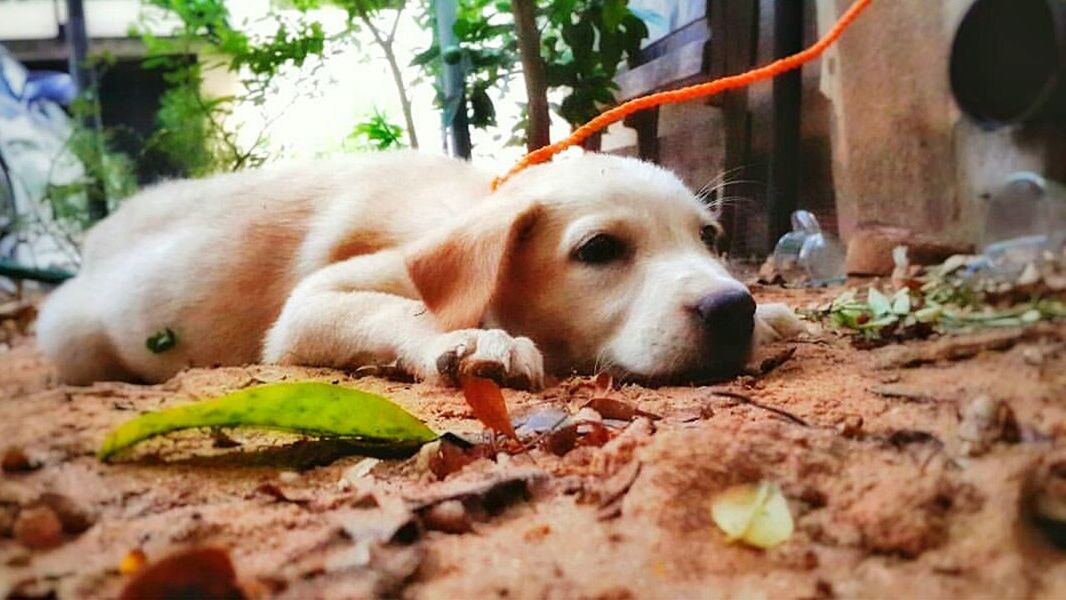 dog, pets, one animal, domestic animals, animal themes, mammal, lying down, tree, day, outdoors, relaxation, no people, beagle, close-up