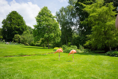 Pink flamingoes on grassy field