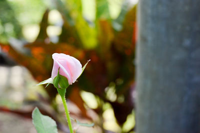 Close-up of pink flower