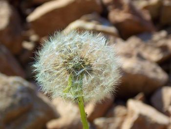 Close-up of flower