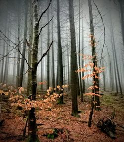 Traditional windmill in forest during winter