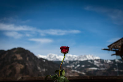 Close-up of red rose against sky