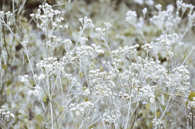 Close-up of white flowering plants on field