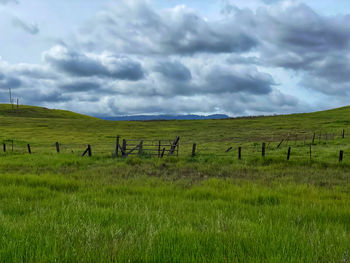 grassland