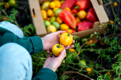 Midsection of man holding tomatoes