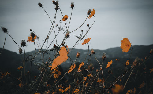 Close-up of flowering plants on field against sky