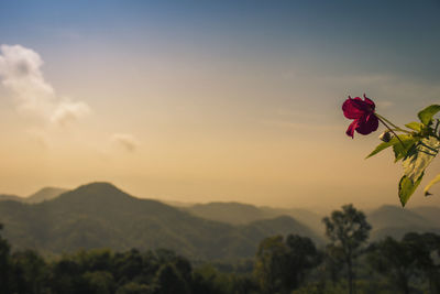 Close-up of red flowering plants against sky during sunset