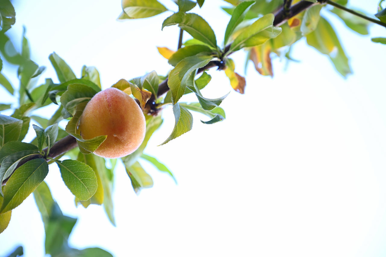 CLOSE-UP OF FRUITS ON TREE