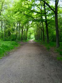 Road passing through forest