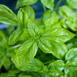 Close-up of fresh green leaves