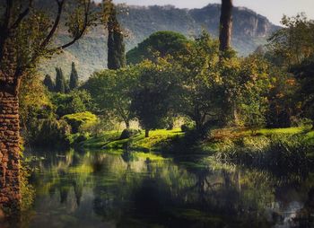 Scenic view of lake in forest