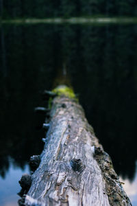 Close-up of lizard on tree trunk