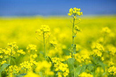 Yellow flowering plants on field