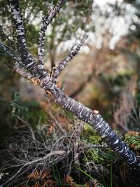 Close-up of branch in forest