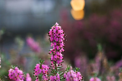 Close-up of pink flowers