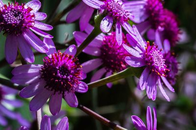 Close-up of purple flowering plant