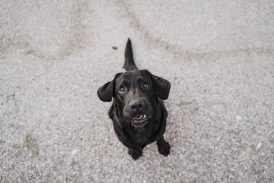 Portrait of black dog standing outdoors