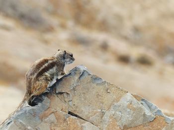 Close-up of lizard on rock