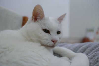 Close-up of white cat lying down on bed