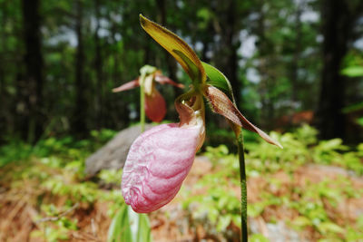 Close-up of pink flower on land