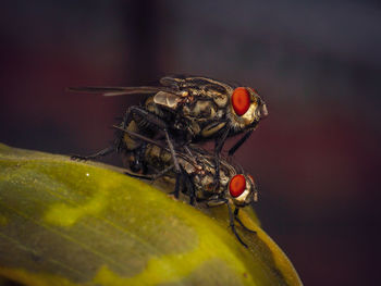 Close-up of fly