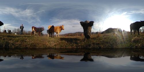 Deer on water against sky