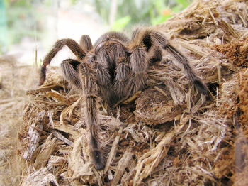 Close-up of plant against blurred background