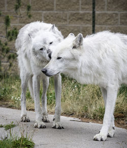 View of two wolves 