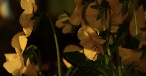 Close-up of flowers