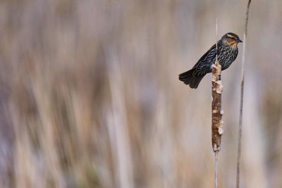 Close-up of bird perching on wood