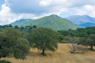 Scenic view of trees on field against sky