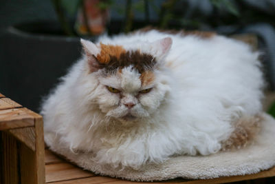 Close-up portrait of white cat resting