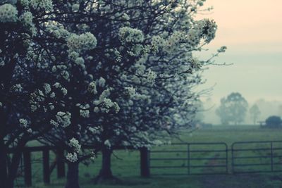 Cherry blossom tree on field against sky