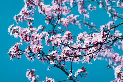 Low angle view of cherry blossoms against blue sky