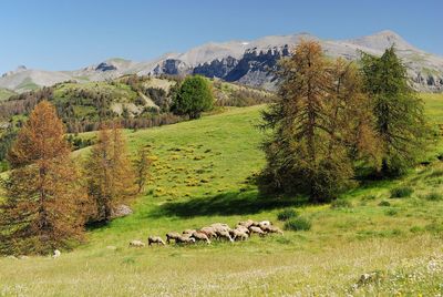 Flock of sheep on grassy field against mountains