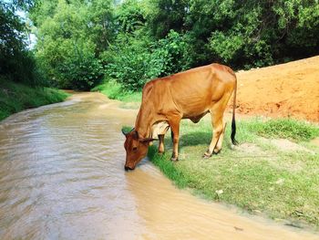 Cow grazing on grass against trees