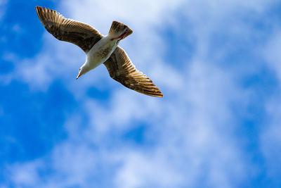 Low angle view of eagle flying in sky