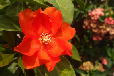 Close-up of red hibiscus blooming outdoors
