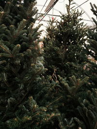 Low angle view of pine tree